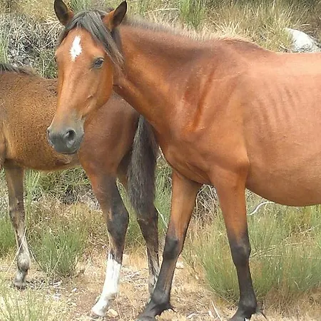 Abrigo Da Geira House منزل للإقامة كامبو دو جيريس