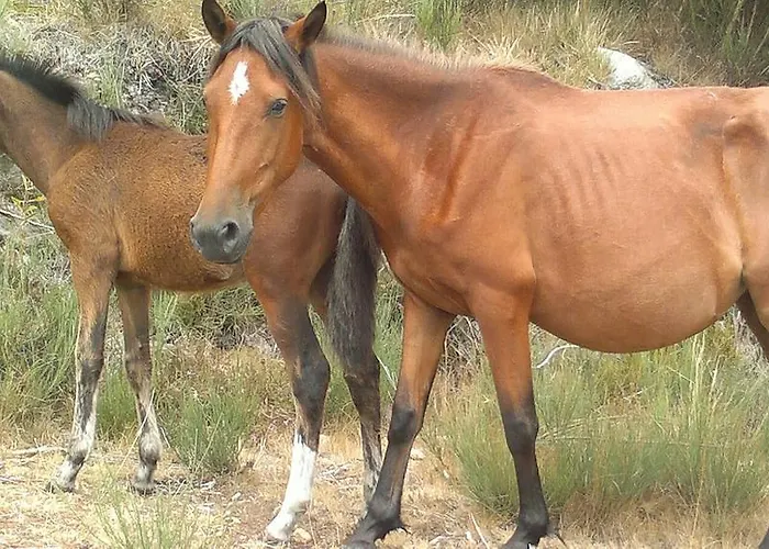Abrigo Da Geira House Kwatera prywatna Campo do Geres